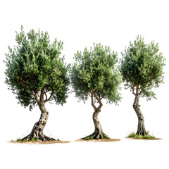 Three olive trees with twisting trunks and dense foliage stand against a transparent background