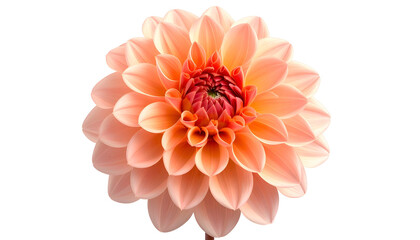A peach-colored dahlia bloom, perfectly centered against a black background