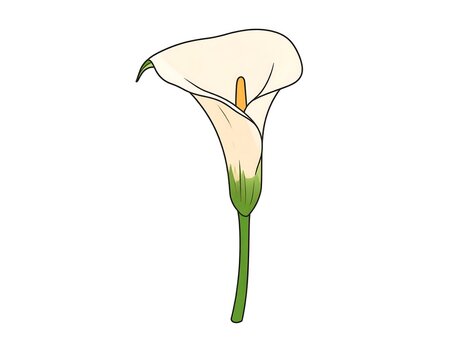 A digitally rendered calla lily, featuring a cream-colored spathe with a yellow spadix, and a green stem, set against a blank white backdrop