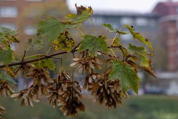 Close-up of dried maple samaras hanging on a thin branch with a soft urban background, showing autumn textures, brown natural tones and the quiet beauty of seasonal change in the city park.