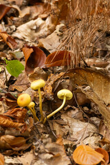 mushrooms in the autumn
