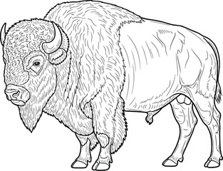 Merican Bison Illustration, Black Outline on White Background