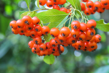 Close-up of Pyracantha coccinea, or firethorn bush, with clusters of bright orange berries and green leaves. Autumn shrub detail symbolizing abundance, wildlife, and seasonal color in nature.
