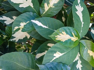 Close-up of variegated leaves 