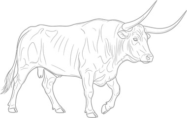 Line Drawing of a Texas Longhorn Bull on a White Background
