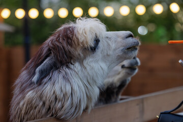 A curious llama reaches for a snack in a cozy outdoor area lit by soft string lights, creating a festive mood.