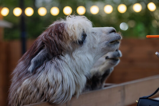 A curious llama reaches for a snack in a cozy outdoor area lit by soft string lights, creating a festive mood. - Powered by Adobe