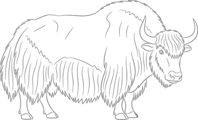 Line Drawing of a Yak, Animal Illustration on a White Background