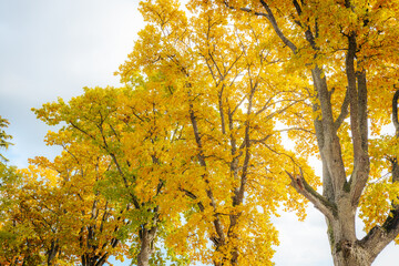 A stunning canopy of trees with bright yellow and green autumn leaves fills the frame, creating a multi-layered and colorful seasonal scene. Text space is included in the sky.