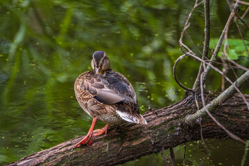 Female mallard duck swimming gracefully in a serene pond surrounded by vibrant green lily pads, showcasing the beauty of nature and wildlife in a tranquil setting