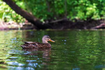 Female mallard duck swimming gracefully in a serene pond surrounded by vibrant green lily pads, showcasing the beauty of nature and wildlife in a tranquil setting