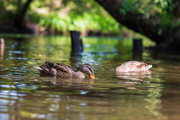 Female mallard duck swimming gracefully in a serene pond surrounded by vibrant green lily pads, showcasing the beauty of nature and wildlife in a tranquil setting