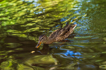 Female mallard duck swimming gracefully in a serene pond surrounded by vibrant green lily pads, showcasing the beauty of nature and wildlife in a tranquil setting