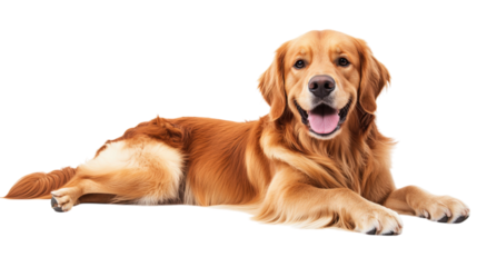 Golden Retriever Dog Lying Down Relaxed on Transparent Background Portrait