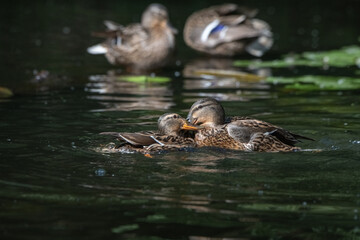 Female mallard duck swimming gracefully in a serene pond surrounded by vibrant green lily pads, showcasing the beauty of nature and wildlife in a tranquil setting