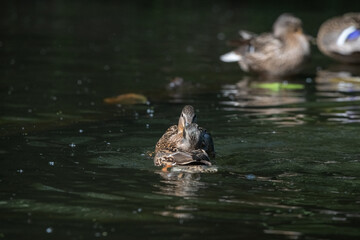 Female mallard duck swimming gracefully in a serene pond surrounded by vibrant green lily pads, showcasing the beauty of nature and wildlife in a tranquil setting