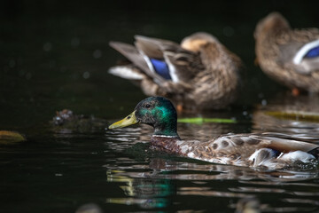 Female mallard duck swimming gracefully in a serene pond surrounded by vibrant green lily pads, showcasing the beauty of nature and wildlife in a tranquil setting