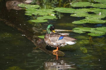 Female mallard duck swimming gracefully in a serene pond surrounded by vibrant green lily pads, showcasing the beauty of nature and wildlife in a tranquil setting
