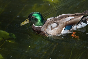 Female mallard duck swimming gracefully in a serene pond surrounded by vibrant green lily pads, showcasing the beauty of nature and wildlife in a tranquil setting