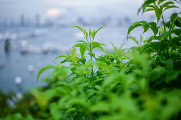 View of the sea and Pattaya City, Thailand.
