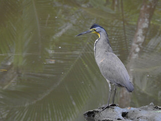 Bare throated Tiger Heron