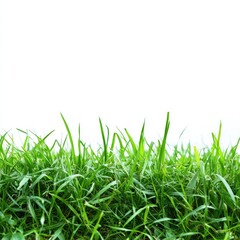 Fototapeta premium Close-up of vibrant green grass against a pure white background