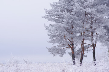 Winter pines covered by frosty snow landscape