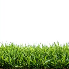 Fresh green grass border against white (2)