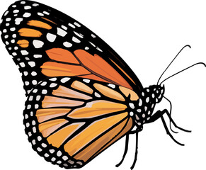 Detailed Illustration of a Monarch Butterfly with Vibrant Orange Wings