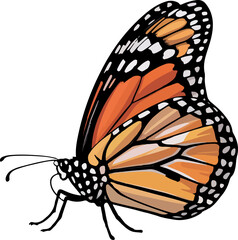 Detailed Illustration of a Monarch Butterfly with Vibrant Orange Wings