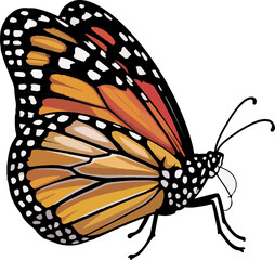 Detailed Illustration of a Monarch Butterfly with Vibrant Orange Wings