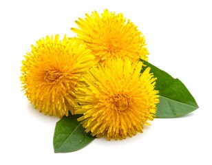 Naklejka premium Dandelion Blooms - A Trio of Yellow Flowers with Green Leaves.