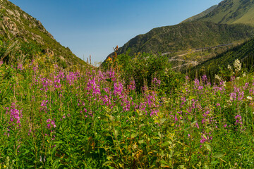Fireweed plants with tall stems and purple blossoms. Dense greenery, set against steep mountain terrain and a remote road in summer daylight. Herbal, medicinal benefits, pollinator attraction