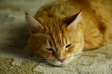 Beautiful fun orange maine coon cat lying and sleeping on the couch at home. Bright cute fur pet portrait
