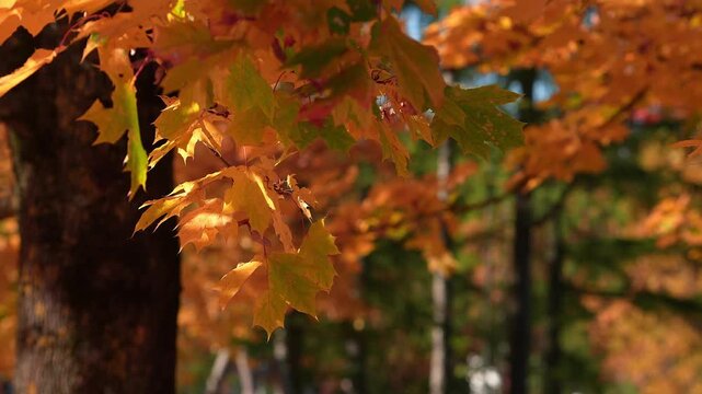 Close up of a maple branch with orange and yellow lobed leaves, dark trunk at left, gentle sway, slow camera sweep, warm backlight, shallow depth of field.