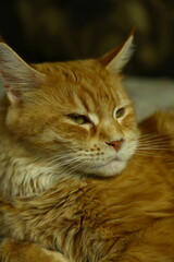 Beautiful fun orange maine coon cat lying and sleeping on the couch at home. Bright cute fur pet portrait
