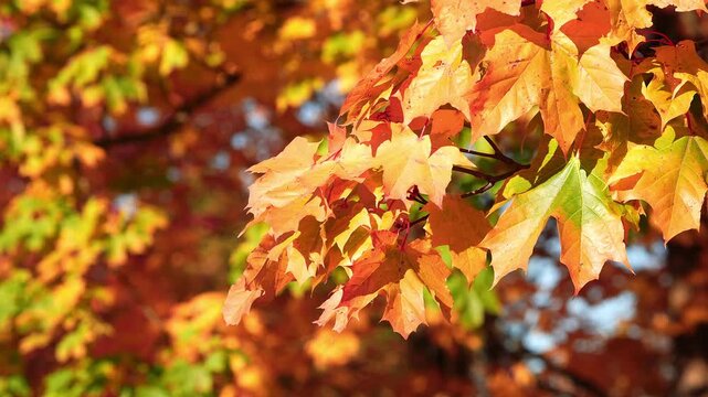 Beautiful orange and golden autumn maple leaves against a blurry park in sunlight with beautiful bokeh. Natural autumn background.