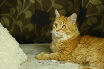 Beautiful fun orange maine coon cat lying and sleeping on the couch at home. Bright cute fur pet portrait