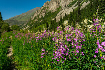 Fireweed plants with bright pink and purple blossoms. Narrow path winds through, steep mountain slopes and coniferous forest. Herbal, medicinal benefits, pollinator attraction