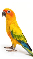 Sun conure parrot isolated on white background, standing on a white surface