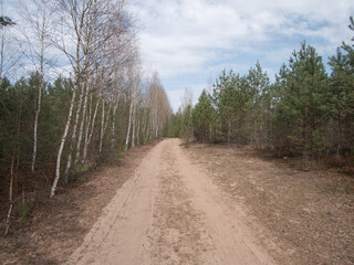 Fototapeta premium calm scenic trail amidst young trees, relaxing path through open countryside with gentle breeze