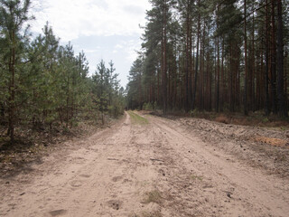 Obraz premium winding dirt path through woods, secluded woodland route with tire tracks and wilderness atmosphere