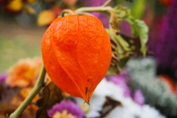 Orangerote Lampionblume im Garten am Nachmittag im Herbst