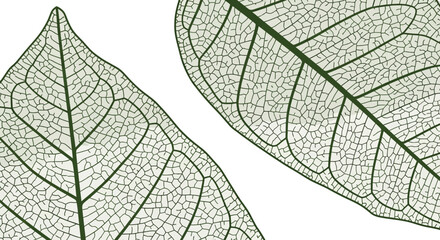 Obraz premium Intricate Vein Structures: A Botanical Study of Delicate Leaf Detail on Black Background