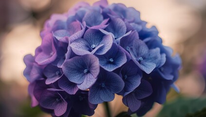 Floral Abstraction in Purple and Blue, Detailed Petal Textures, Soft Focus Background.
