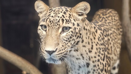 Close-up of a leopard face with sharp eyes and detailed fur patterns