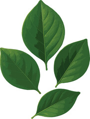 Fototapeta premium Four Green Leaves Isolated on White Background leaf