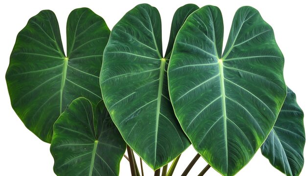 Lush green taro leaves against a clean white backdrop