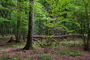Summertime deciduous forest with broken old tree