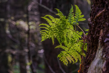 Young green fern growing on tree trunk